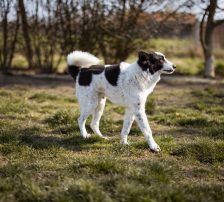 Thor – Mischling, Männchen, 4 Jahre, Nordic Strays e.V. – Foto 23