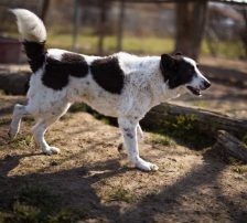 Thor – Mischling, Männchen, 4 Jahre, Nordic Strays e.V. – Foto 24