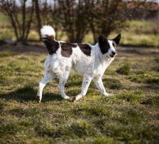 Thor – Mischling, Männchen, 4 Jahre, Nordic Strays e.V. – Foto 6