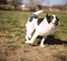 Thor – Mischling, Männchen, 4 Jahre, Nordic Strays e.V. – Foto 8