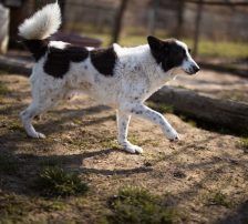 Thor – Mischling, Männchen, 4 Jahre, Nordic Strays e.V. – Foto 9