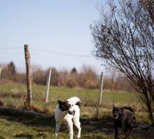 Thor – Mischling, Männchen, 4 Jahre, Nordic Strays e.V. – Foto 10