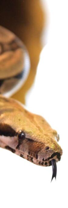 Maya – Boa Constrictor, Weibchen, Alter unbekannt, 13057 Berlin – Foto 1