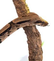Maya – Boa Constrictor, Weibchen, Alter unbekannt, 13057 Berlin – Foto 2