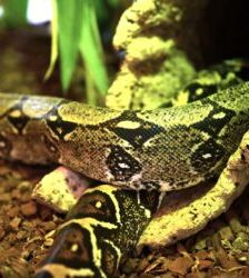 Maya – Boa Constrictor, Weibchen, Alter unbekannt, 13057 Berlin – Foto 3