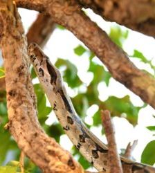 Maya – Boa Constrictor, Weibchen, Alter unbekannt, 13057 Berlin – Foto 4