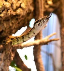 Maya – Boa Constrictor, Weibchen, Alter unbekannt, 13057 Berlin – Foto 5