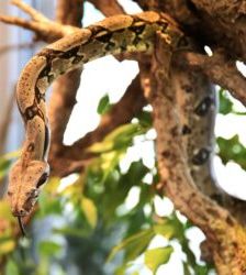 Maya – Boa Constrictor, Weibchen, Alter unbekannt, 13057 Berlin – Foto 6