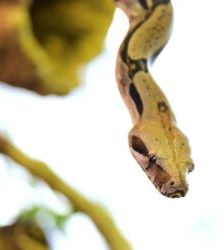Maya – Boa Constrictor, Weibchen, Alter unbekannt, 13057 Berlin – Foto 7