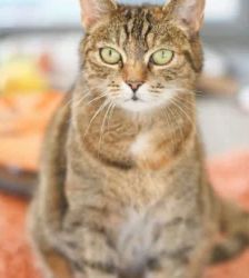 Nala – EKH, Weibchen, Alter unbekannt, 13057 Berlin – Foto 2