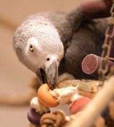 Lara – Graupapagei, Weibchen, Alter unbekannt, 13057 Berlin – Foto 2