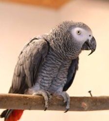 Lara – Graupapagei, Weibchen, Alter unbekannt, 13057 Berlin – Foto 3