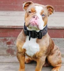 Denver – Olde English Bulldog, Männchen, 10 Monate, 13057 Berlin – Foto 2