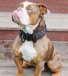 Denver – Olde English Bulldog, Männchen, 10 Monate, 13057 Berlin – Foto 3
