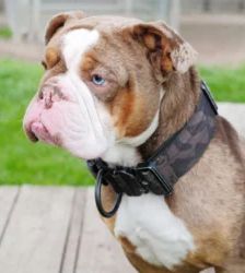Denver – Olde English Bulldog, Männchen, 10 Monate, 13057 Berlin – Foto 4