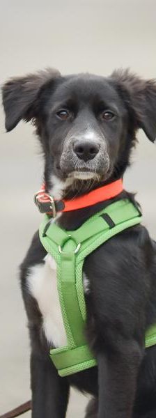 Flaps – Mix-Border Collie, Männchen, Alter unbekannt, 45141 Essen – Foto 1