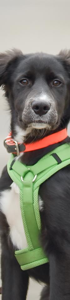 Flaps – Mix-Border Collie, Männchen, Alter unbekannt, 45141 Essen – Foto 2