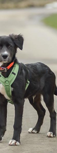 Flaps – Mix-Border Collie, Männchen, Alter unbekannt, 45141 Essen – Foto 3