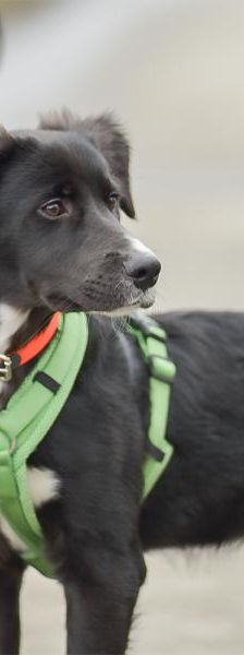 Flaps – Mix-Border Collie, Männchen, Alter unbekannt, 45141 Essen – Foto 4