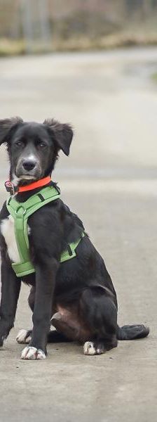 Flaps – Mix-Border Collie, Männchen, Alter unbekannt, 45141 Essen – Foto 5