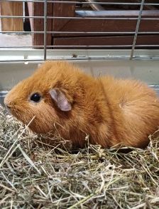 Chestnut – Meerschweinchen, Männchen, 7 Monate, 70195 Stuttgart-Botnang – Foto 1