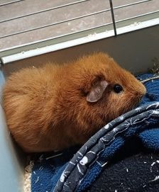 Chestnut – Meerschweinchen, Männchen, 7 Monate, 70195 Stuttgart-Botnang – Foto 2
