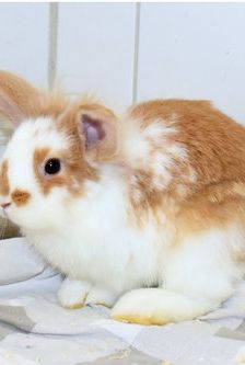 Emil – Widdermix-Zwergkaninchen, Männchen, 4 Monate, 90537 Feucht – Foto 1