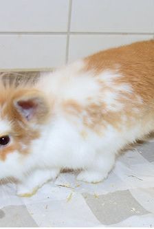 Emil – Widdermix-Zwergkaninchen, Männchen, 4 Monate, 90537 Feucht – Foto 2
