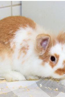 Emil – Widdermix-Zwergkaninchen, Männchen, 4 Monate, 90537 Feucht – Foto 3