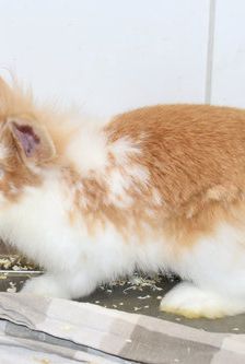 Emil – Widdermix-Zwergkaninchen, Männchen, 4 Monate, 90537 Feucht – Foto 4