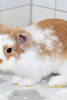 Emil – Widdermix-Zwergkaninchen, Männchen, 4 Monate, 90537 Feucht – Foto 5