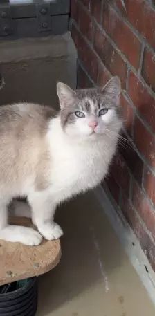 Isaac – EKH, Männchen, Alter unbekannt, 26389 Wilhelmshaven – Foto 3