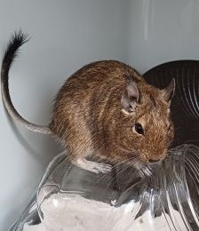 3 x w. Degu – 3 x Degu, Weibchen, 1 Jahr, 70195 Stuttgart-Botnang – Foto 1