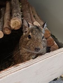 3 x w. Degu – 3 x Degu, Weibchen, 1 Jahr, 70195 Stuttgart-Botnang – Foto 2