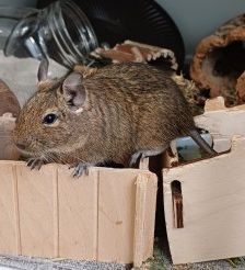 3 x w. Degu – 3 x Degu, Weibchen, 1 Jahr, 70195 Stuttgart-Botnang – Foto 3