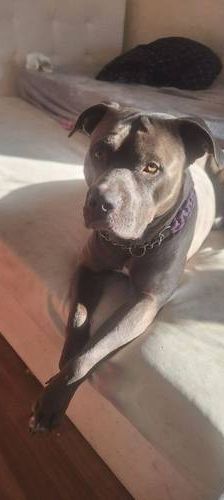 Thanos – American Bulldogge XL, Männchen, 2 Monate, 65520 Bad Camberg – Foto 1