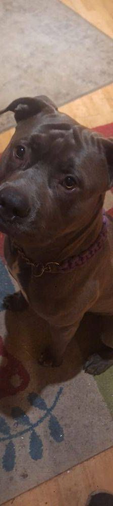 Thanos – American Bulldogge XL, Männchen, 2 Monate, 65520 Bad Camberg – Foto 2