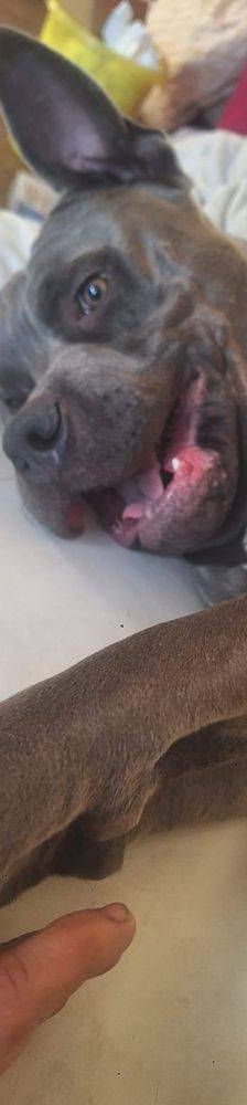 Thanos – American Bulldogge XL, Männchen, 2 Monate, 65520 Bad Camberg – Foto 3