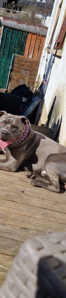 Thanos – American Bulldogge XL, Männchen, 2 Monate, 65520 Bad Camberg – Foto 4