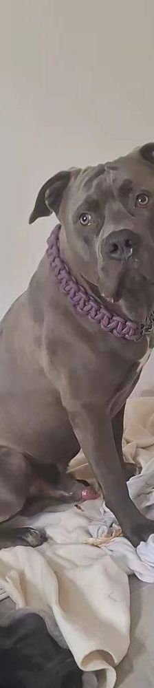 Thanos – American Bulldogge XL, Männchen, 2 Monate, 65520 Bad Camberg – Foto 5