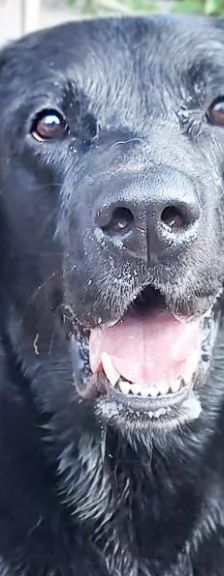 Balu – Labrador Retriever, Männchen, 3 Jahre 5 Monate, 13057 Berlin – Foto 1