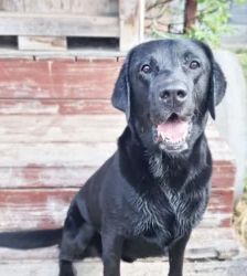 Balu – Labrador Retriever, Männchen, 3 Jahre 5 Monate, 13057 Berlin – Foto 2