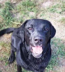 Balu – Labrador Retriever, Männchen, 3 Jahre 5 Monate, 13057 Berlin – Foto 3