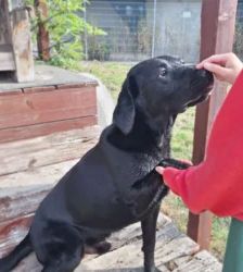 Balu – Labrador Retriever, Männchen, 3 Jahre 5 Monate, 13057 Berlin – Foto 4