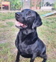 Balu – Labrador Retriever, Männchen, 3 Jahre 5 Monate, 13057 Berlin – Foto 5