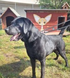 Balu – Labrador Retriever, Männchen, 3 Jahre 5 Monate, 13057 Berlin – Foto 6