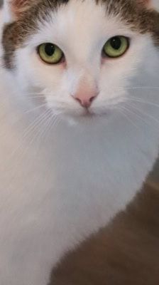 Charly – unbekannt, Männchen, 6 Jahre, 39576 Stendal – Foto 1