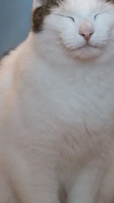 Charly – unbekannt, Männchen, 6 Jahre, 39576 Stendal – Foto 2