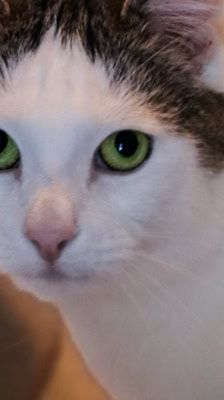 Charly – unbekannt, Männchen, 6 Jahre, 39576 Stendal – Foto 3