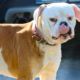 Charly – unbekannt, Männchen, 6 Jahre, 39576 Stendal – Foto 26
